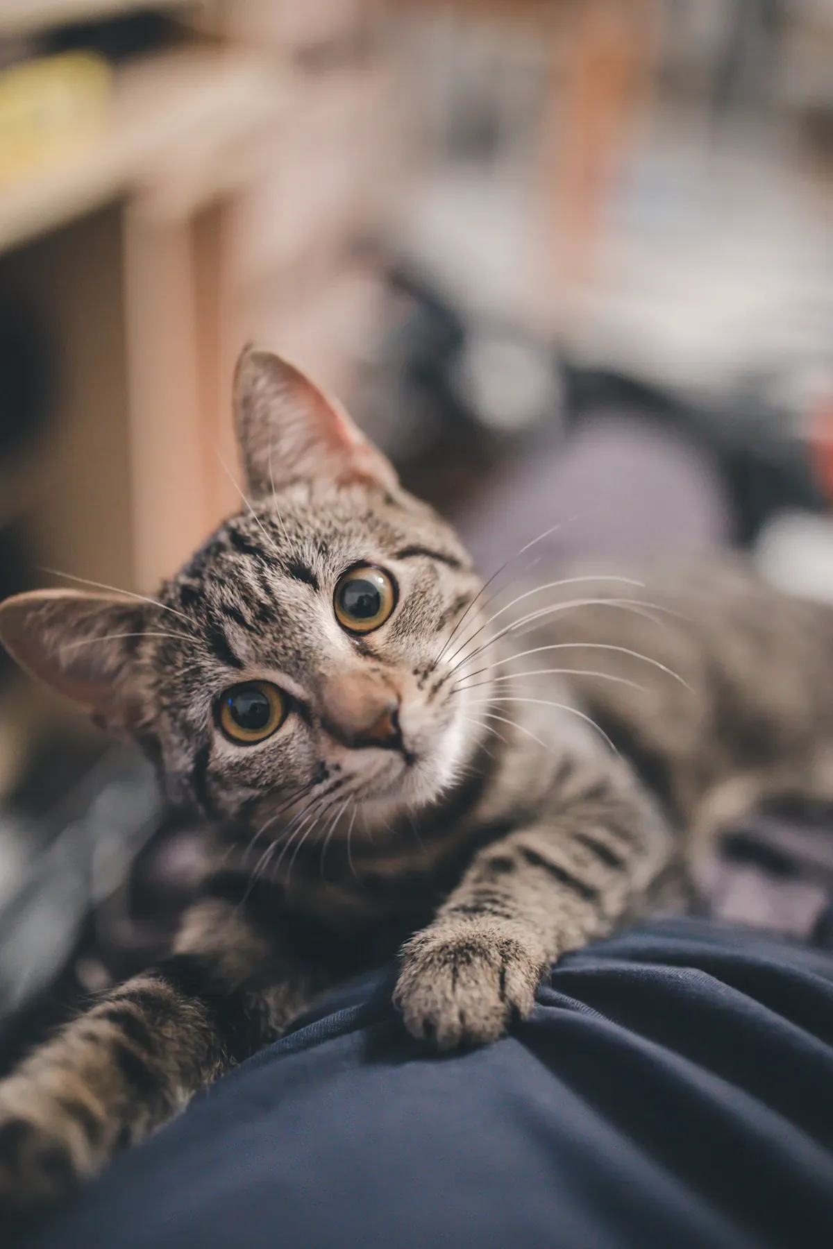 Professional pet grooming salon
